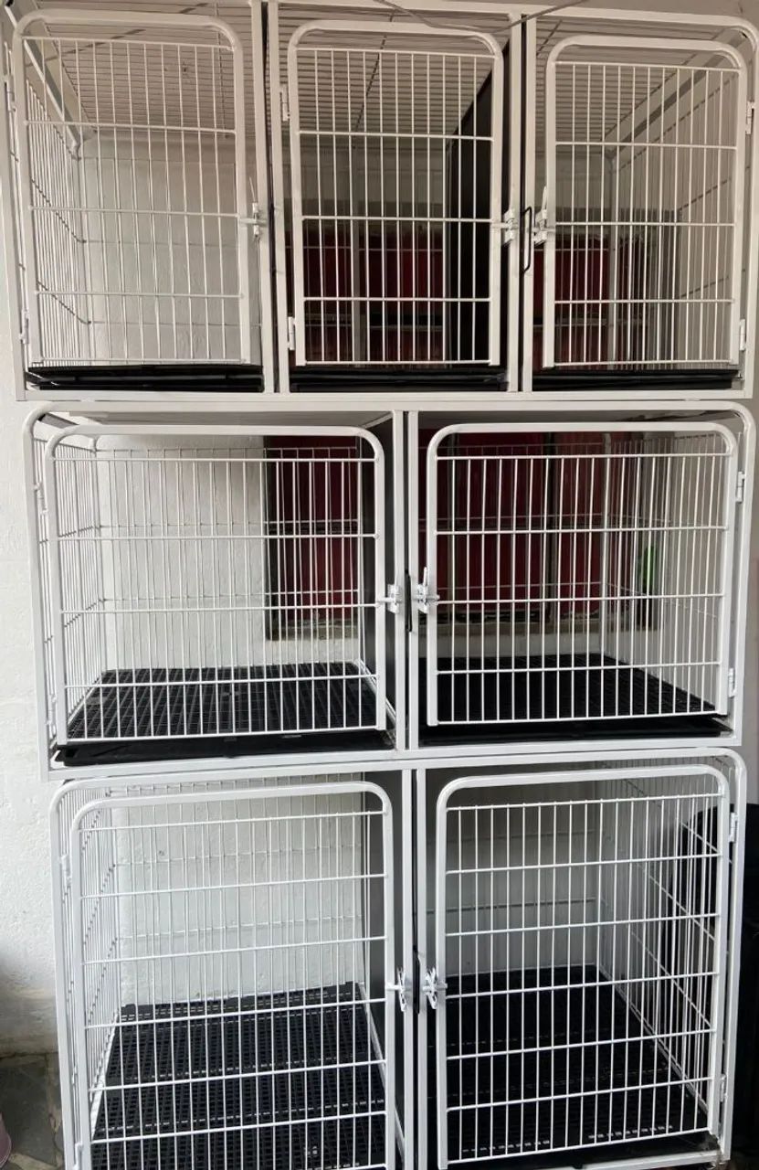 Canil pet shop 