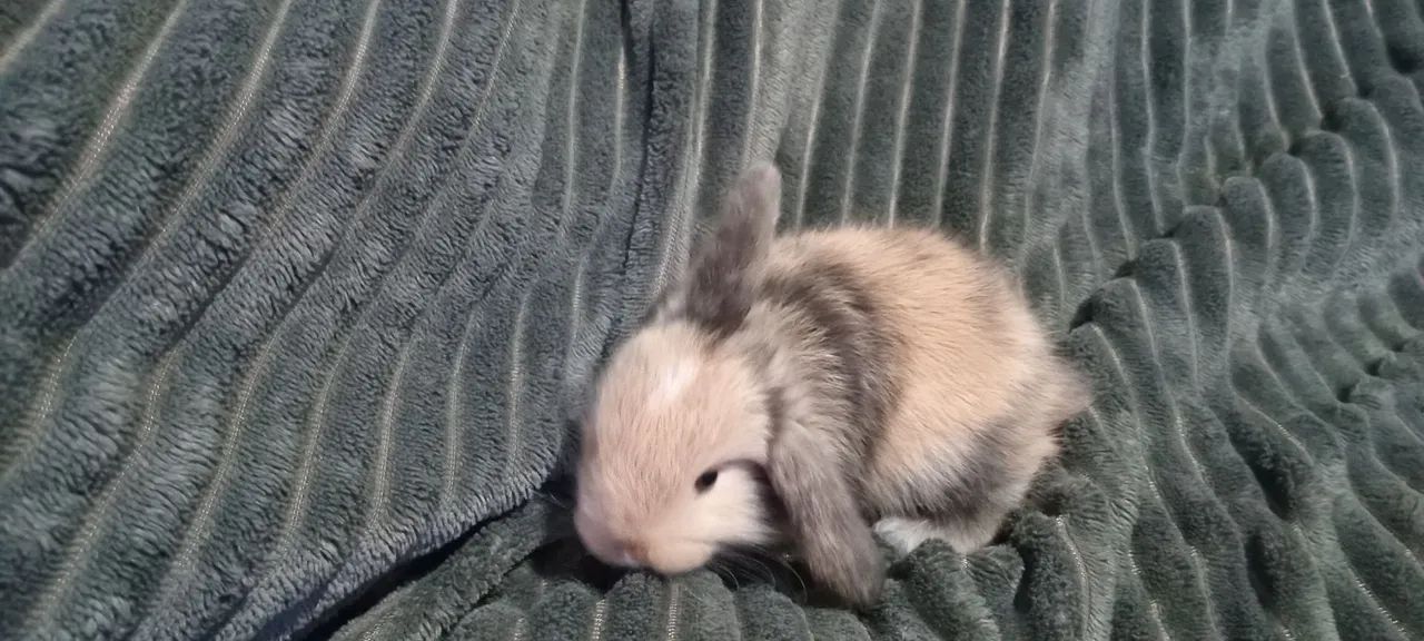 Mini Coelhos - Foto 3