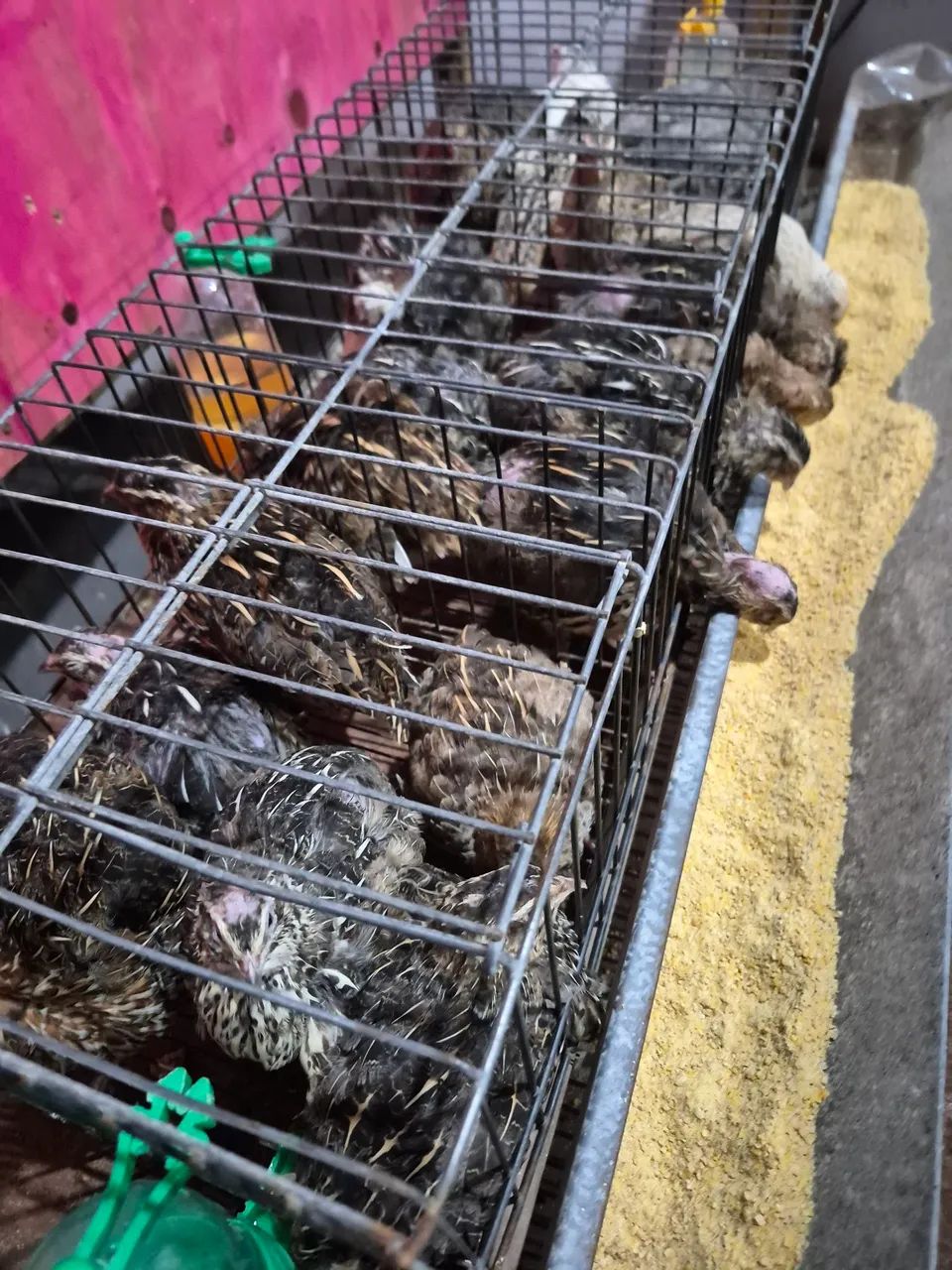 Bicho Feliz - Codornas Gigantes - Foto 2