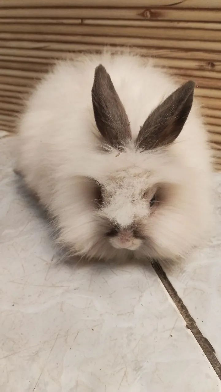 Mini Lion Head - Foto 2