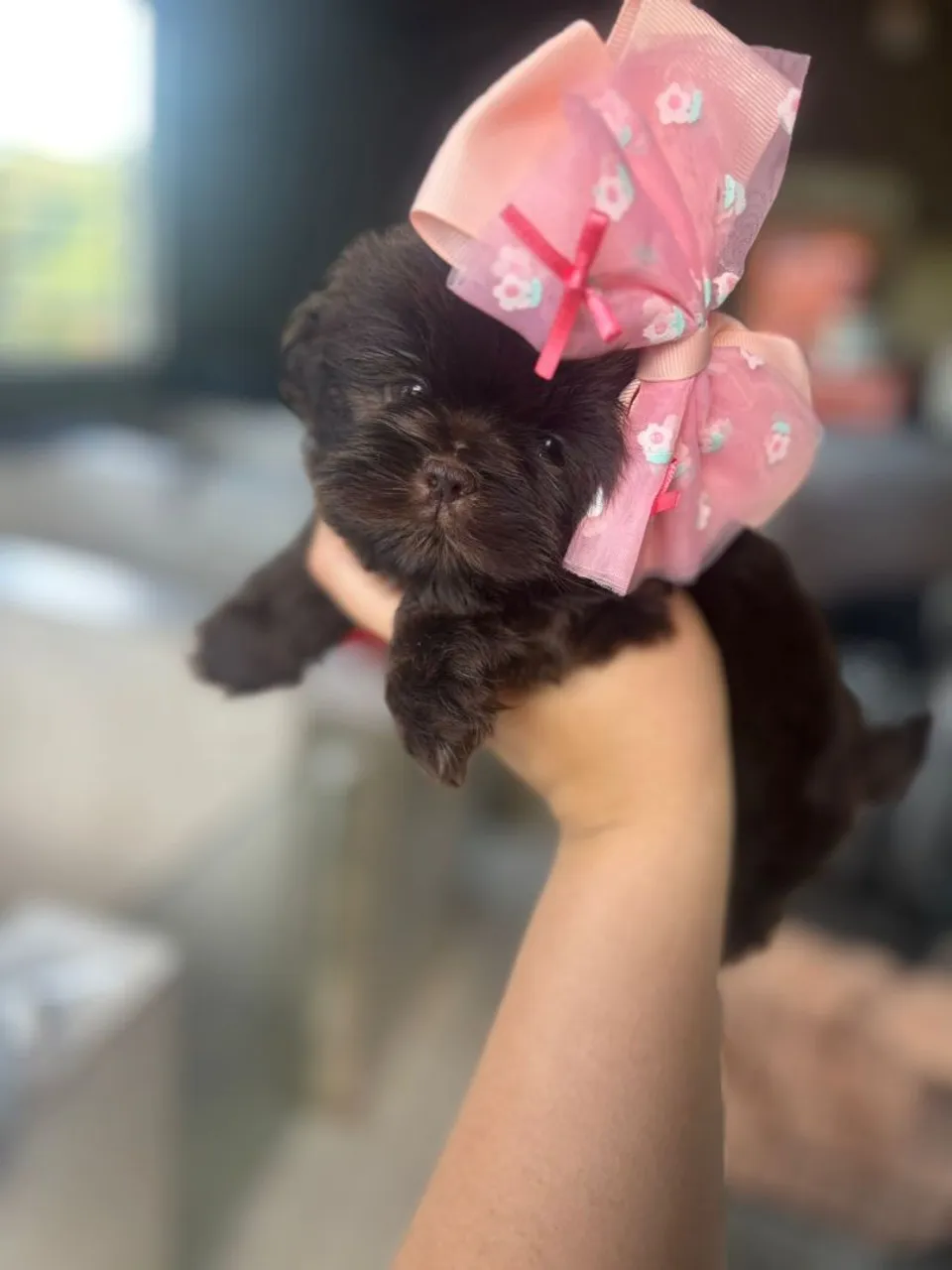 Filhote Shih Tzu com laço charmoso
