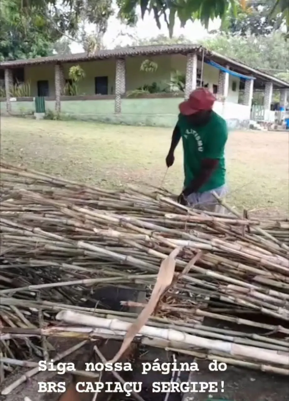 MUDAS DE CAPIM ELEFANTE BRS CAPIAÇU A VENDA ENTREGA GRATIS EM ARACAJU