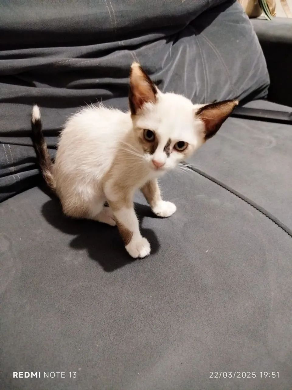 Gatinhos filhotes disponíveis para Adoção Responsável  - Foto 2