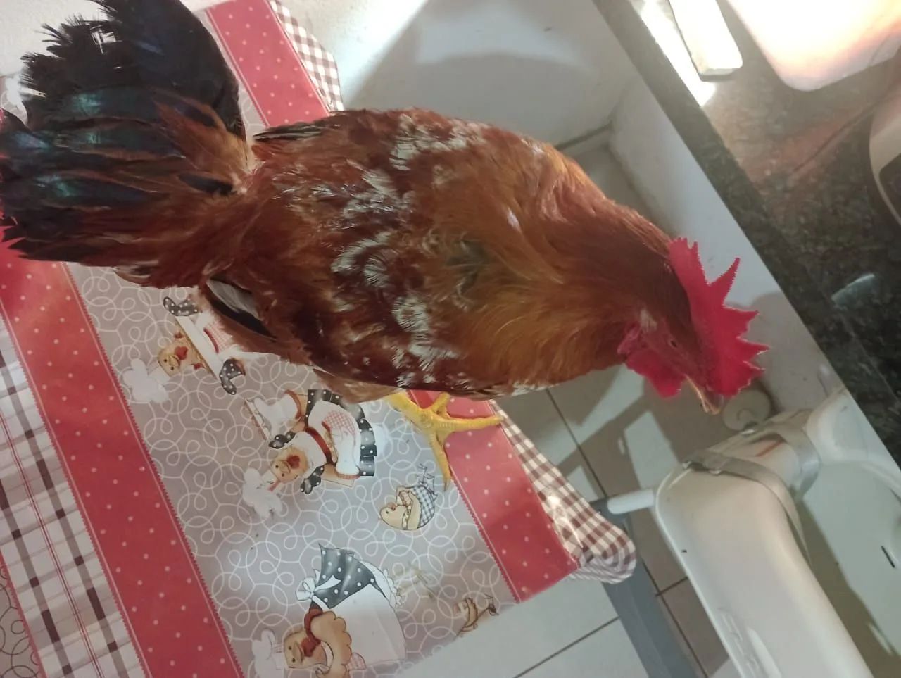 Galo . Genética Rhode X Caipira melhorado - Foto 3