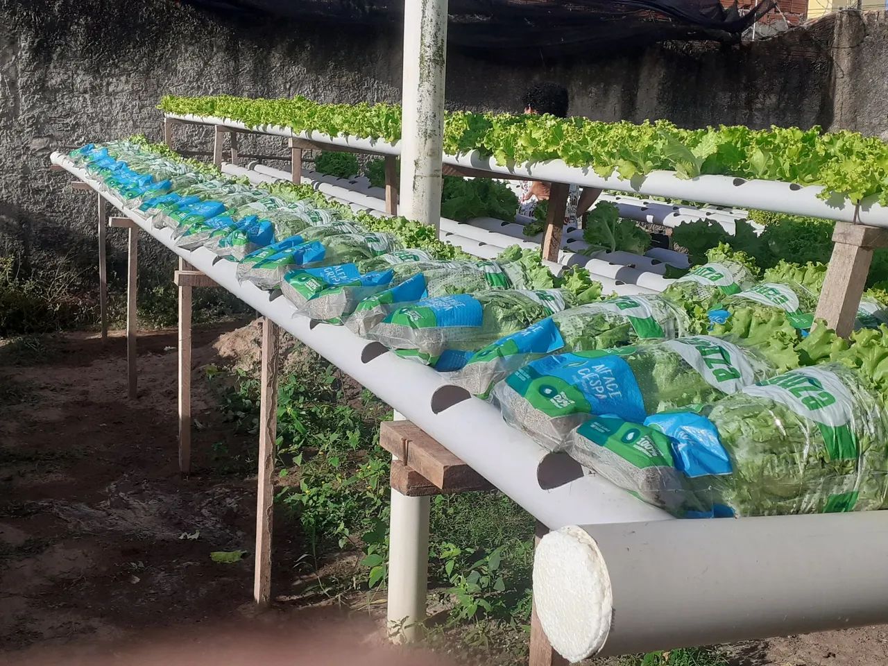 Sistema de hidroponia para produção de hortaliças 