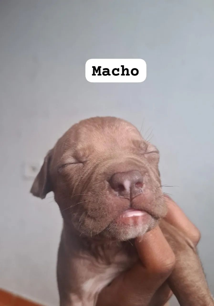 Filhote Pitbull puro - Foto 4