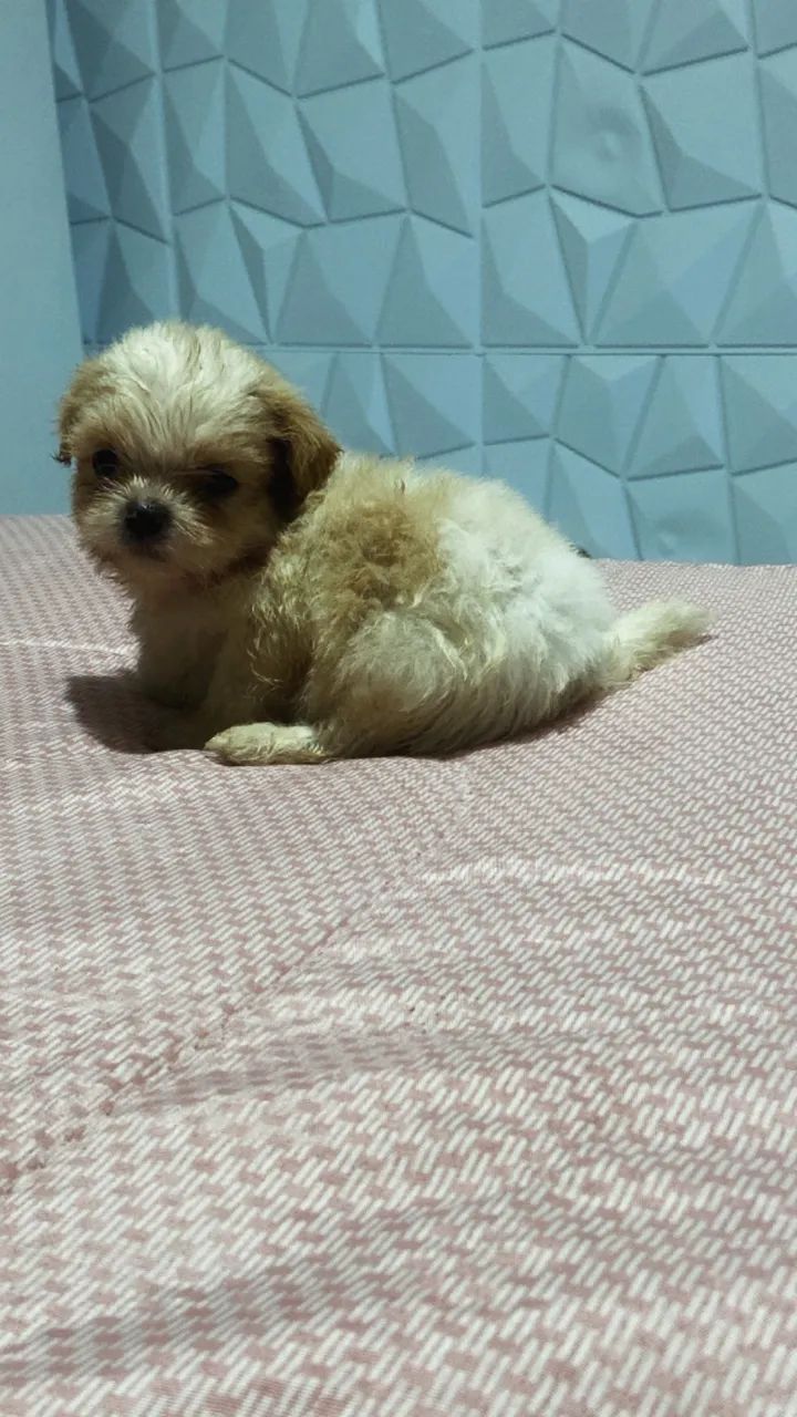 Shih tzu puro  - Foto 2