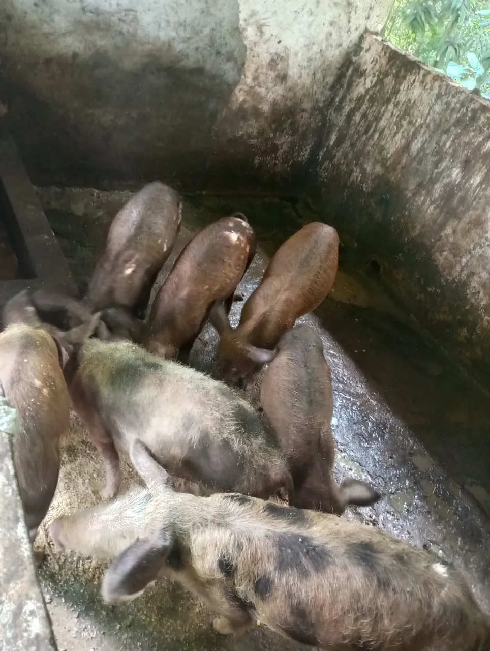 Porquinhos para criação
