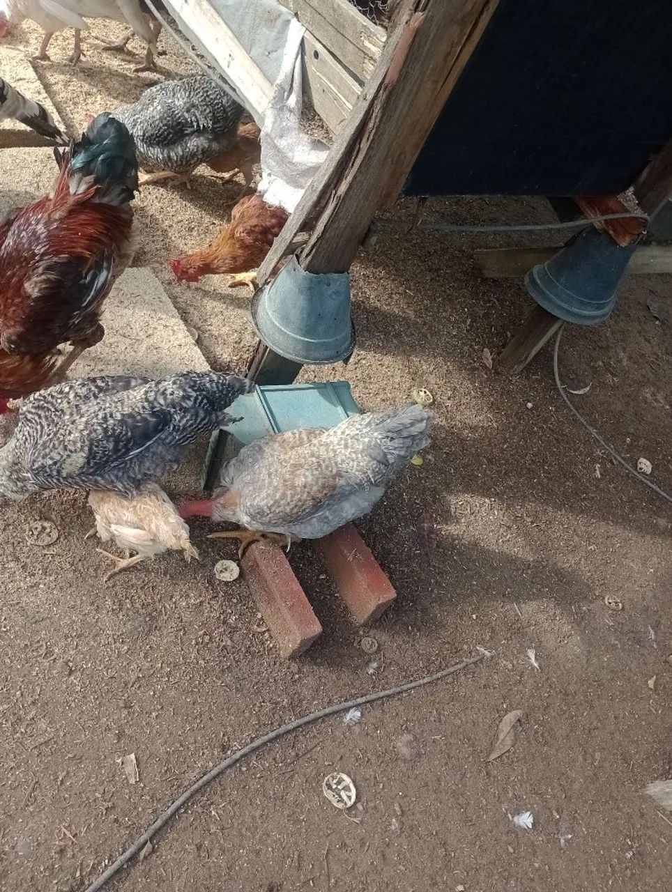 Aves de engorda e postura 