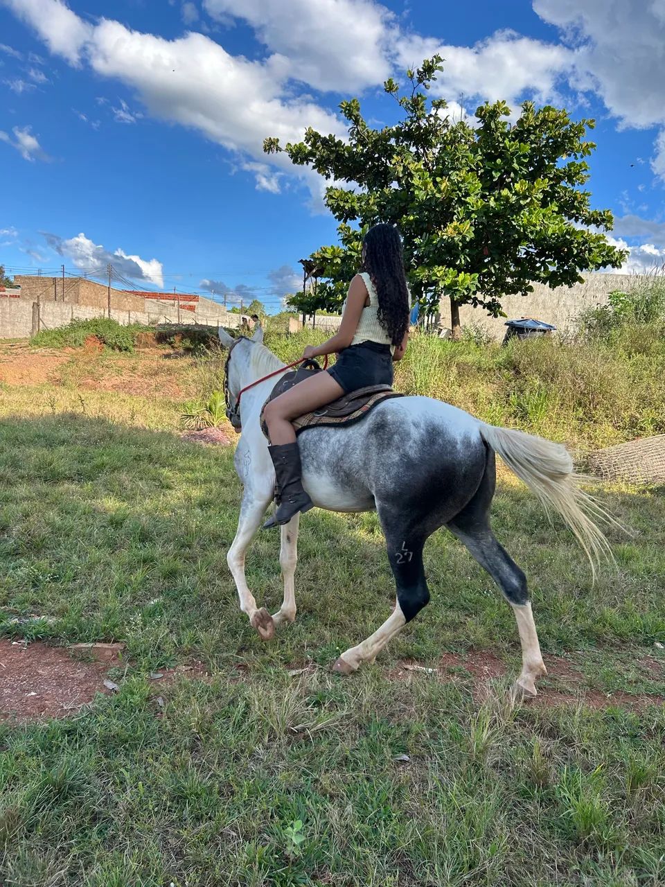 Cavalo Manga Larga Marchador - Foto 3