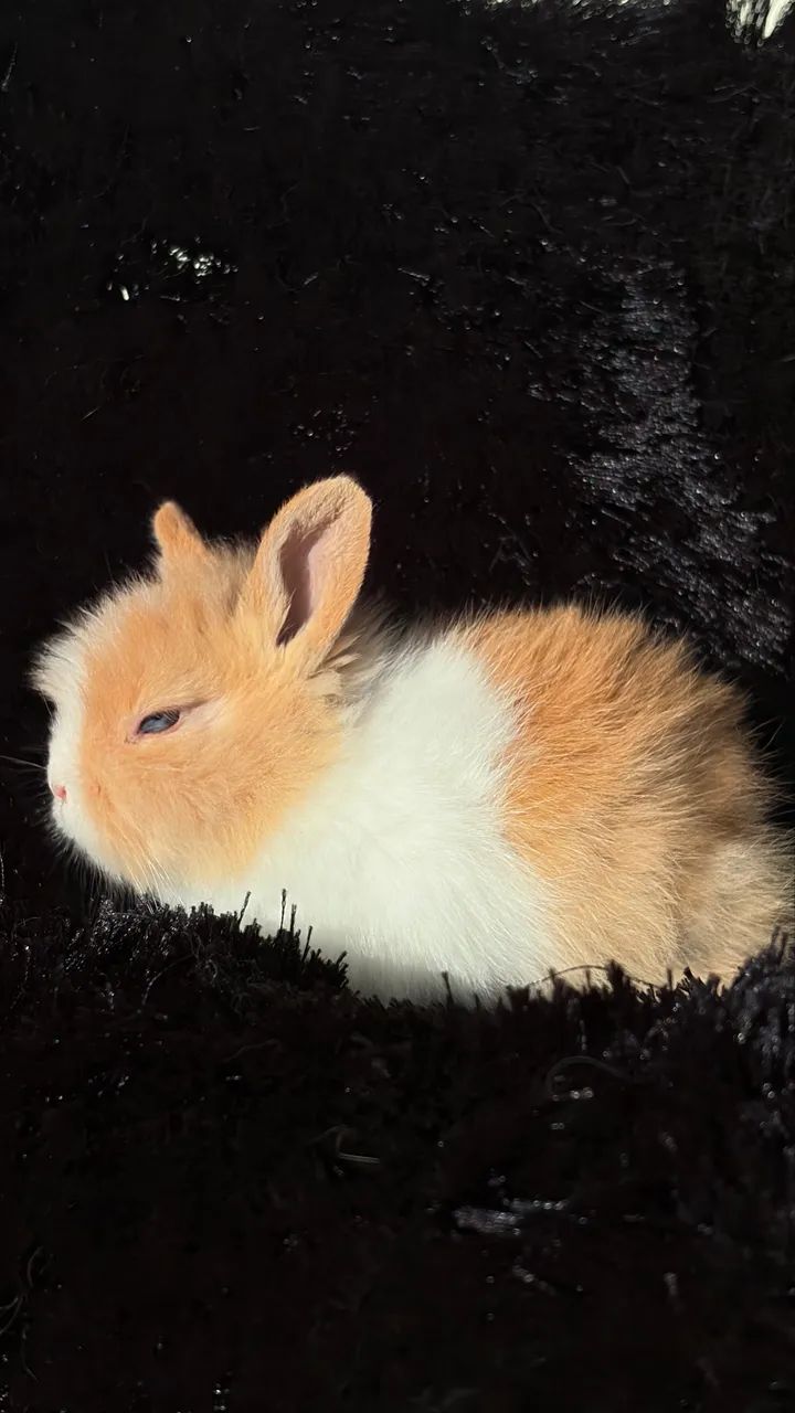 Filhote de Coelho - Lionhead - Foto 3