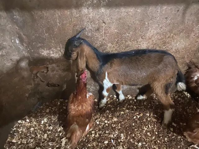 Cabrito bode e cabras - Foto 2