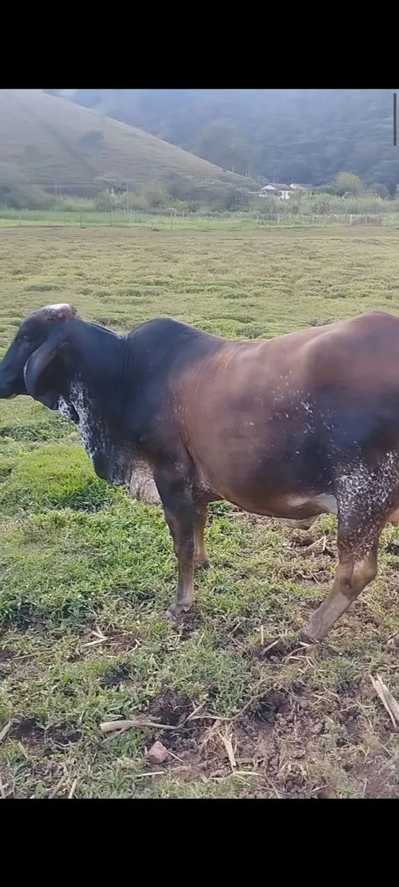 Vaca girolanda  - Foto 4