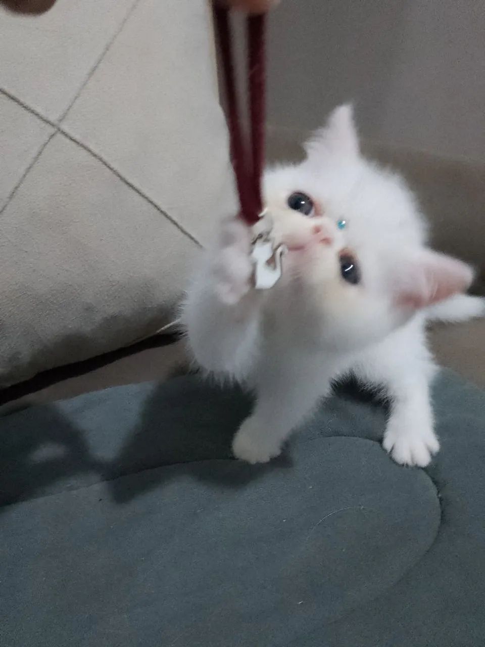 Gatinho persa exótico - Foto 5