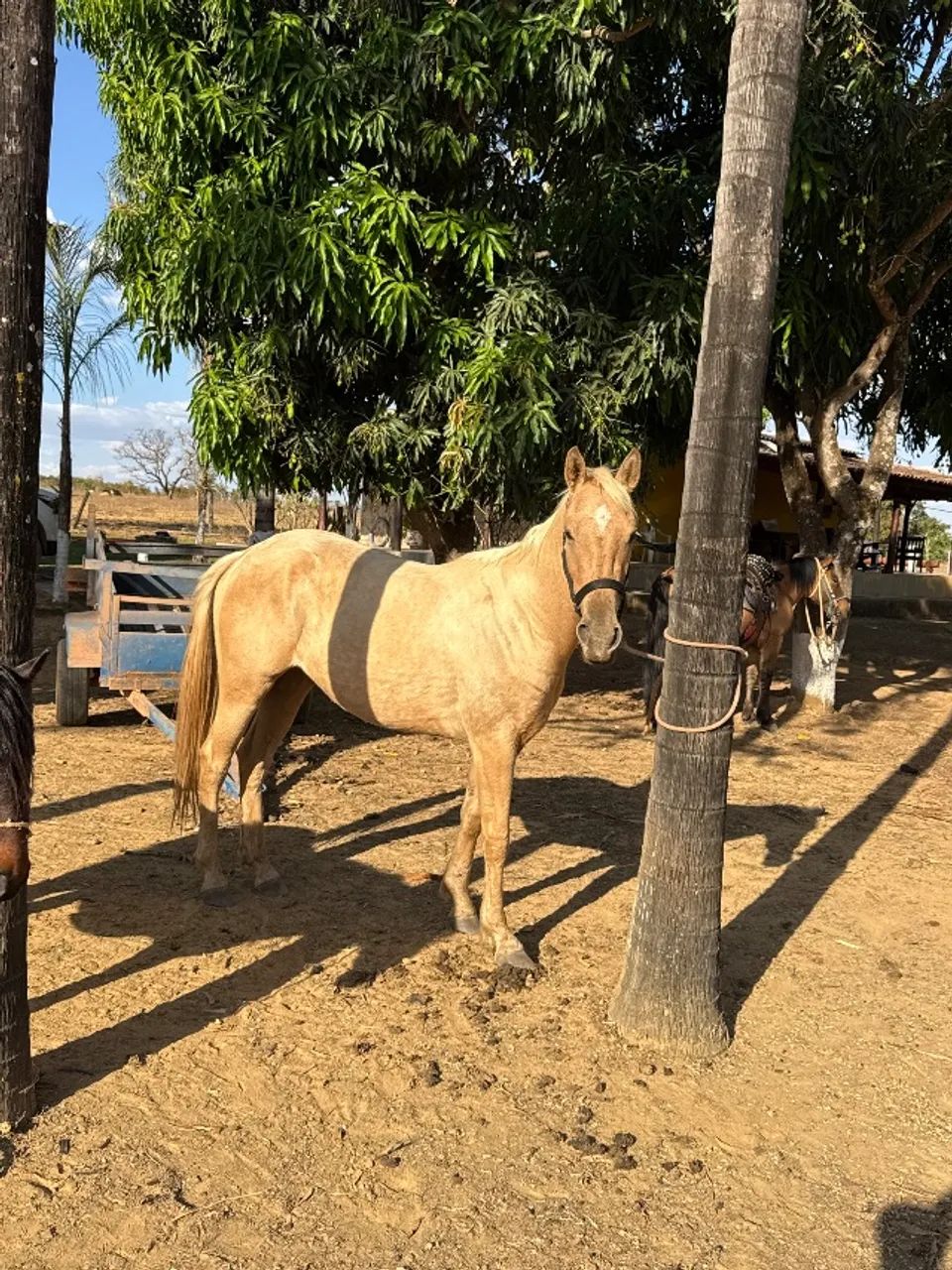 Potra - Foto 3