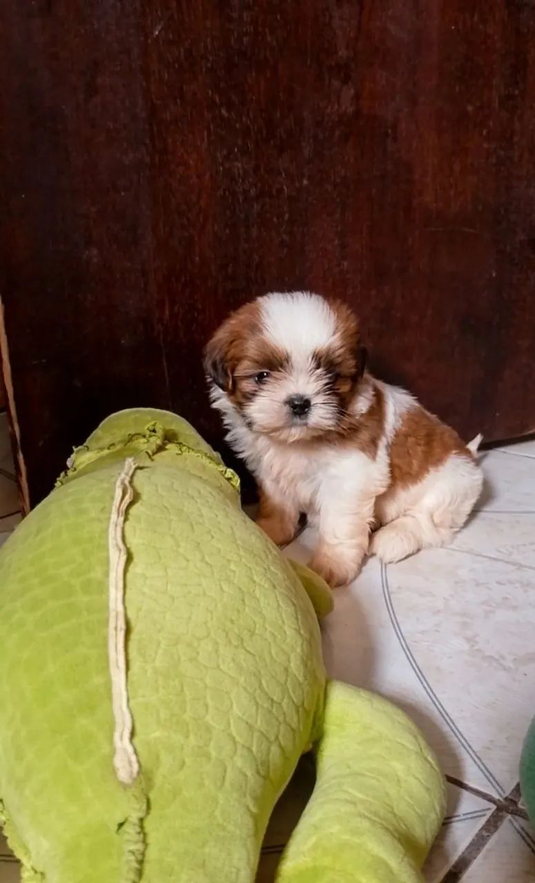 Shih Tzu  - Foto 3