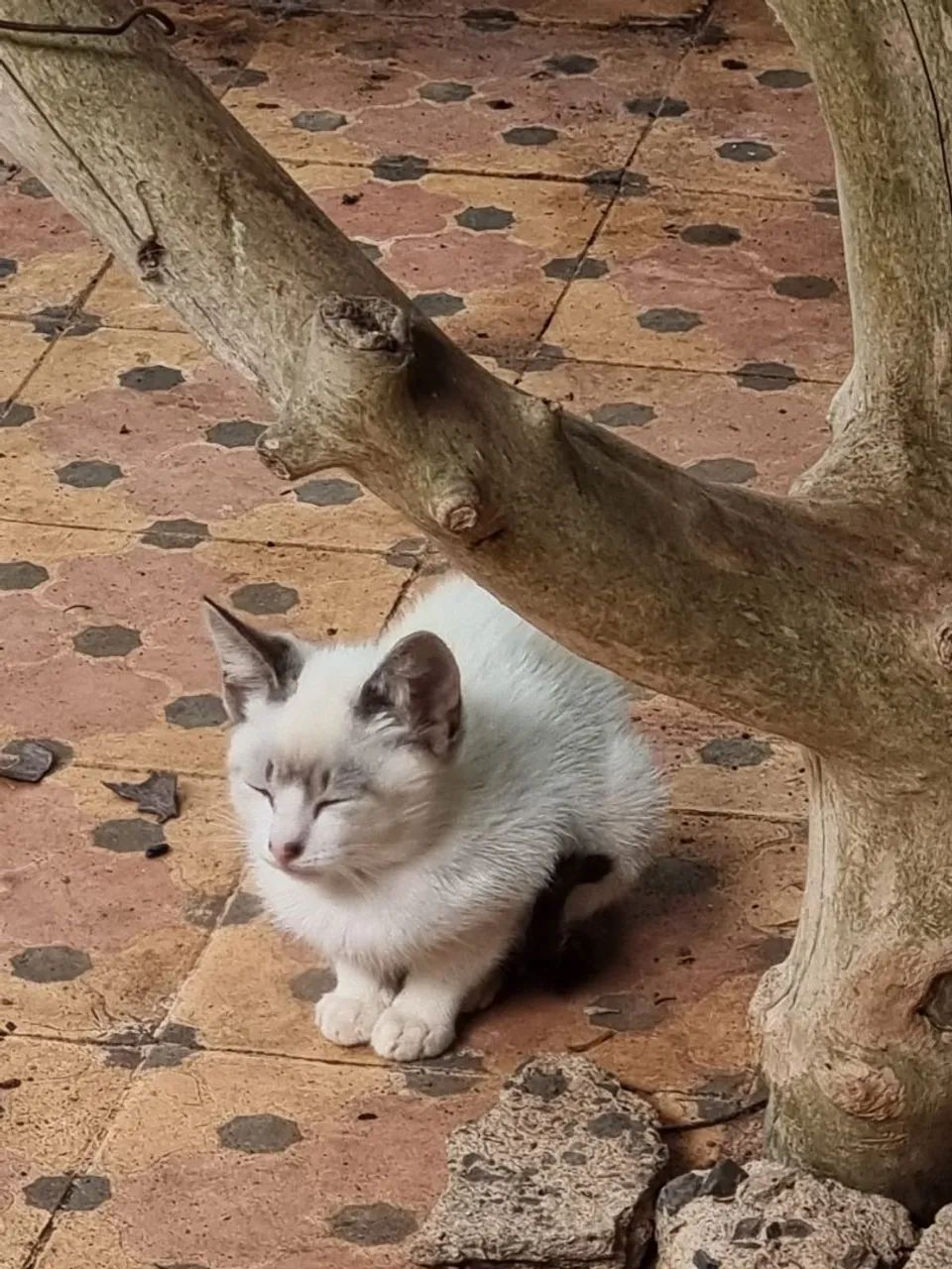 Filhotes gato - Foto 2