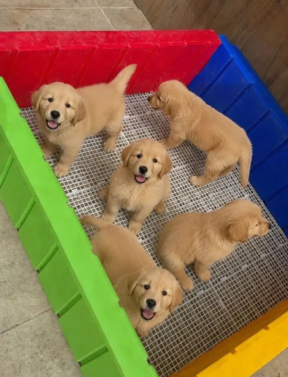 VENDA DE GOLDENS - Foto 3