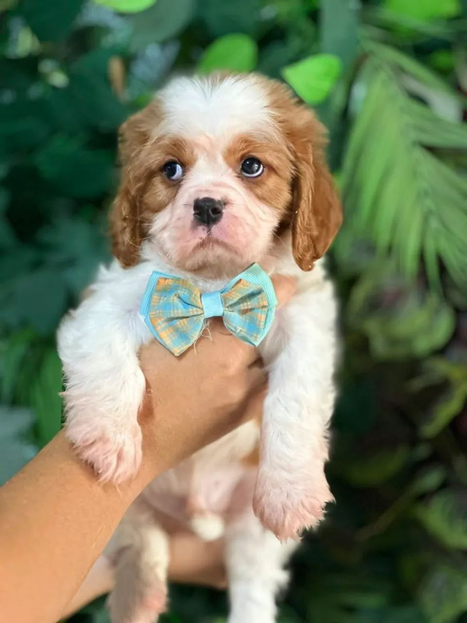 CAVALIER KING CHARLES SPANIEL PREMIUM!! - Foto 2