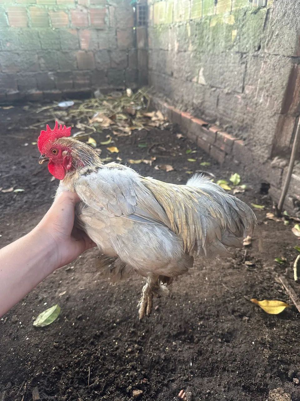 Frango mini cochin lavanda 