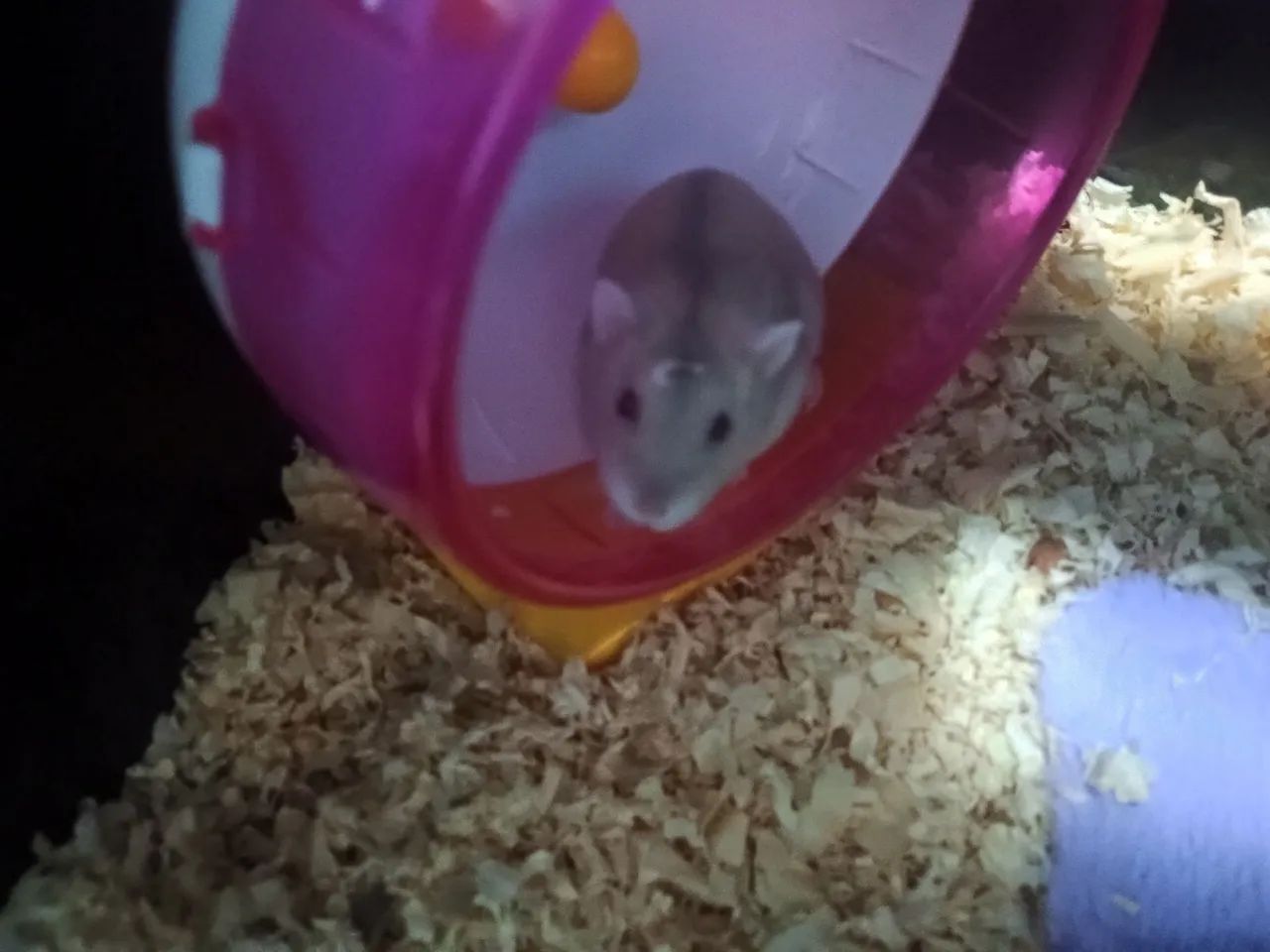 Hamster com caixa 