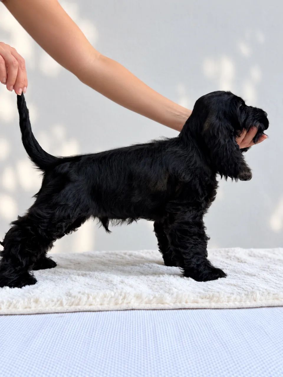 Último filhote Cocker Spaniel Inglês - Macho 
