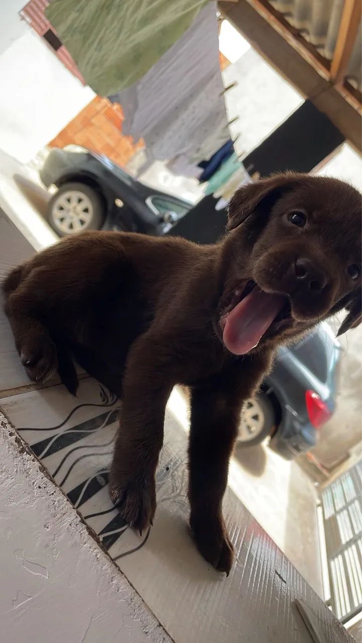Labrador com 48 dias vacinado e vermifugado 