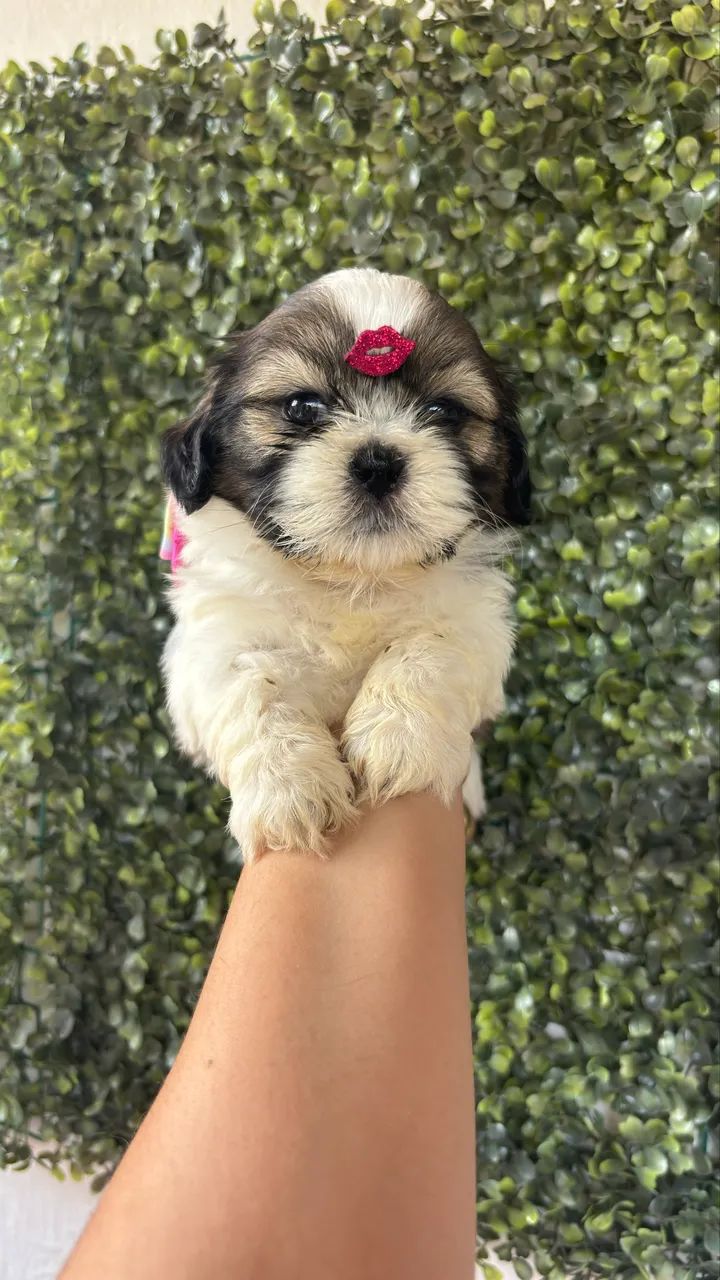 Shihtzu macho e fêmea  - Foto 3
