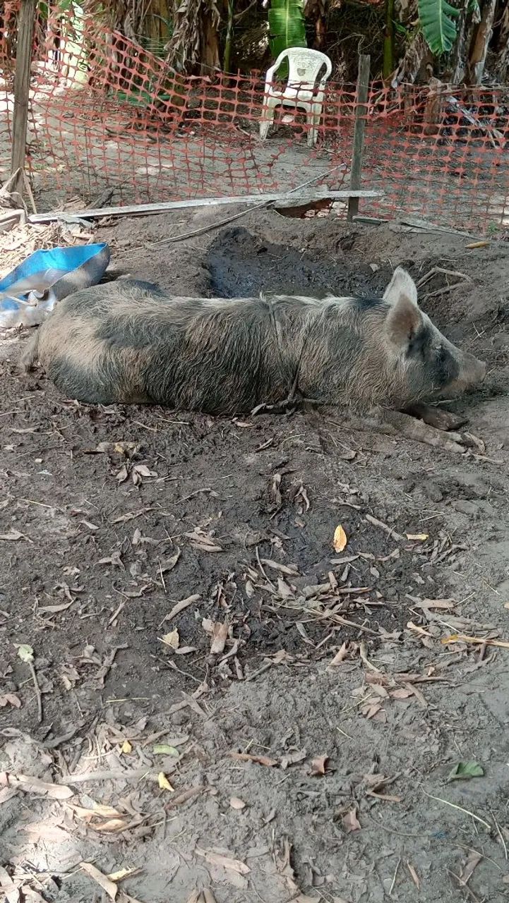 Porco - Foto 5