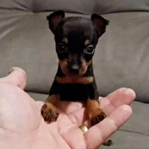 Pinscher miniaturas  - Foto 5