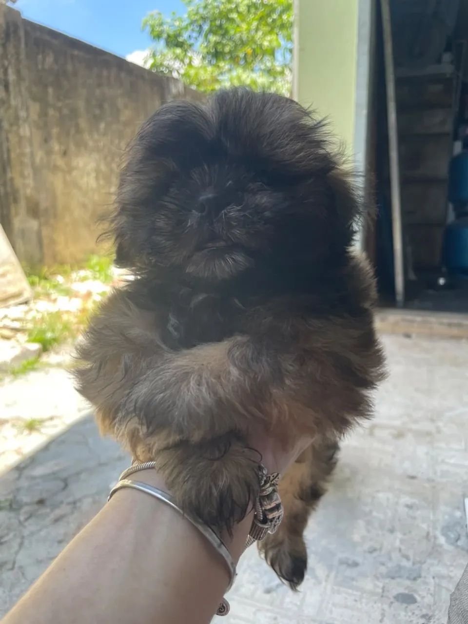 Shihtzu 