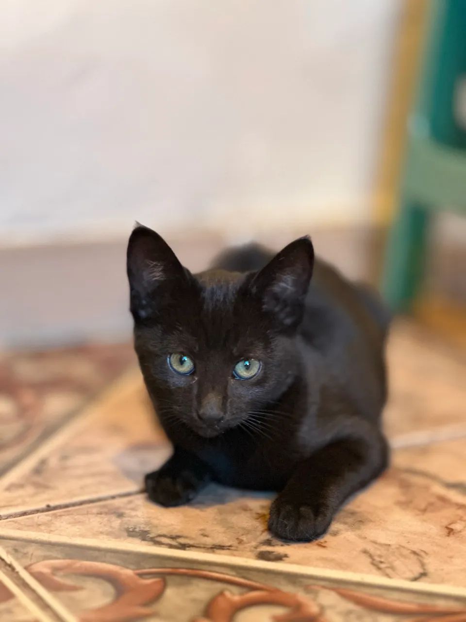 Gato pra doar