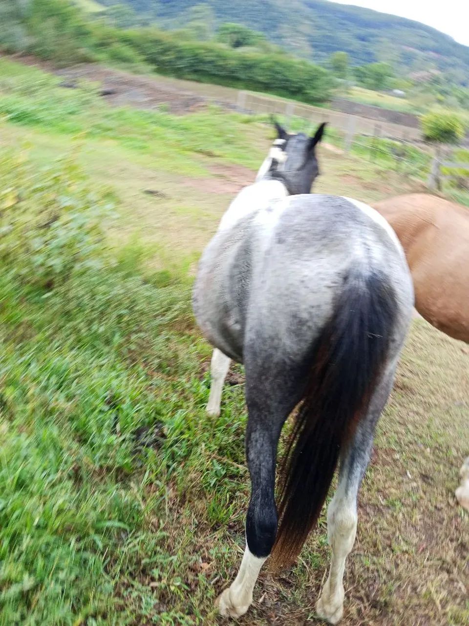 Potro diferenciado - Foto 5