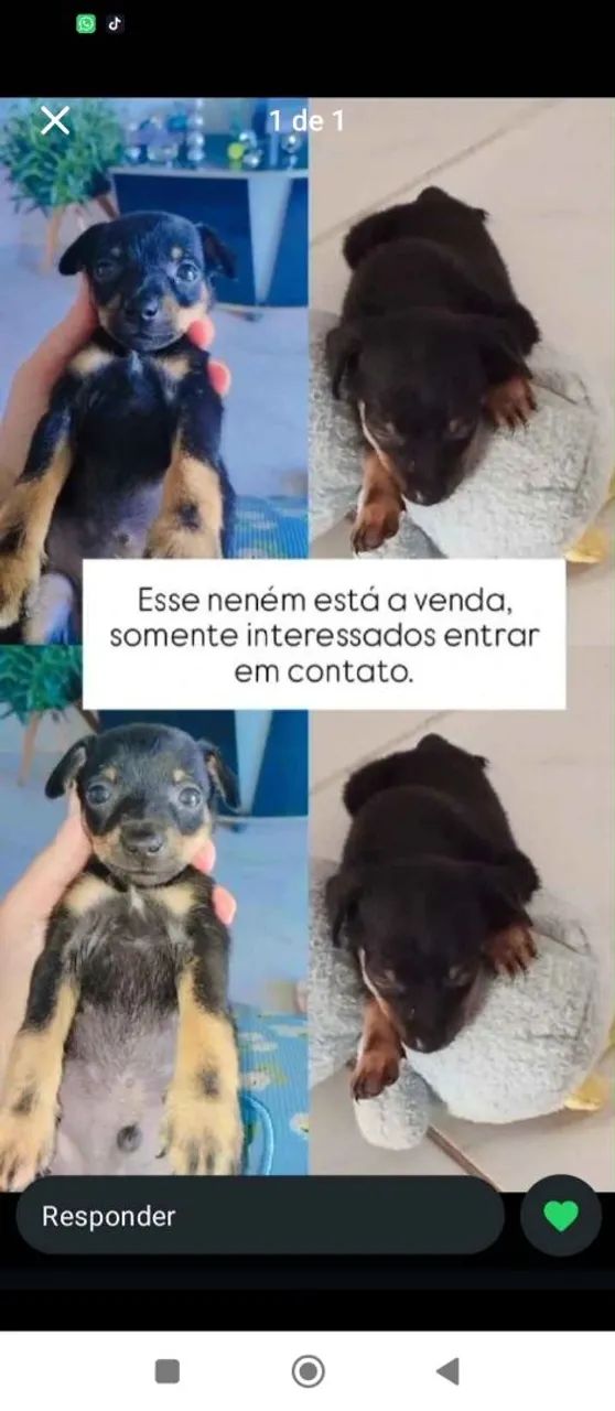 Cachorro Pincher 