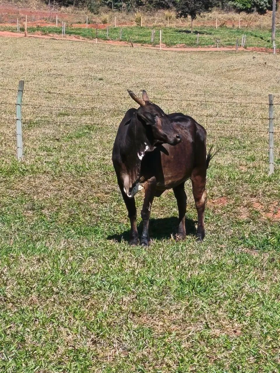 Vaca com bezerra nelore  - Foto 2