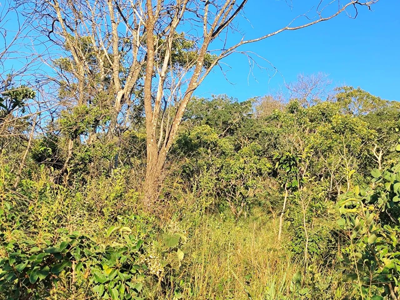 Venda - Foto 4