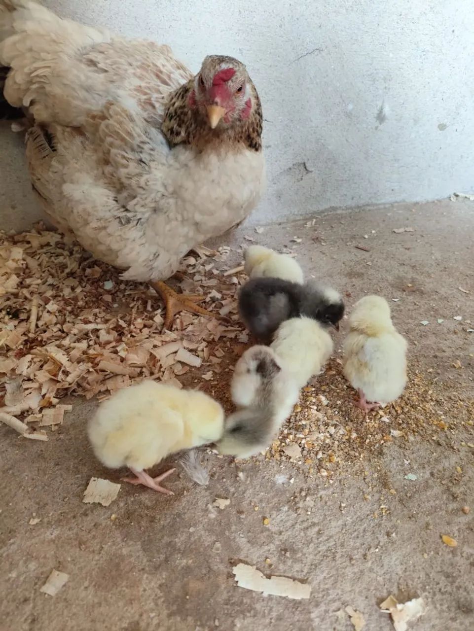 Galinha índia com pintinhos 