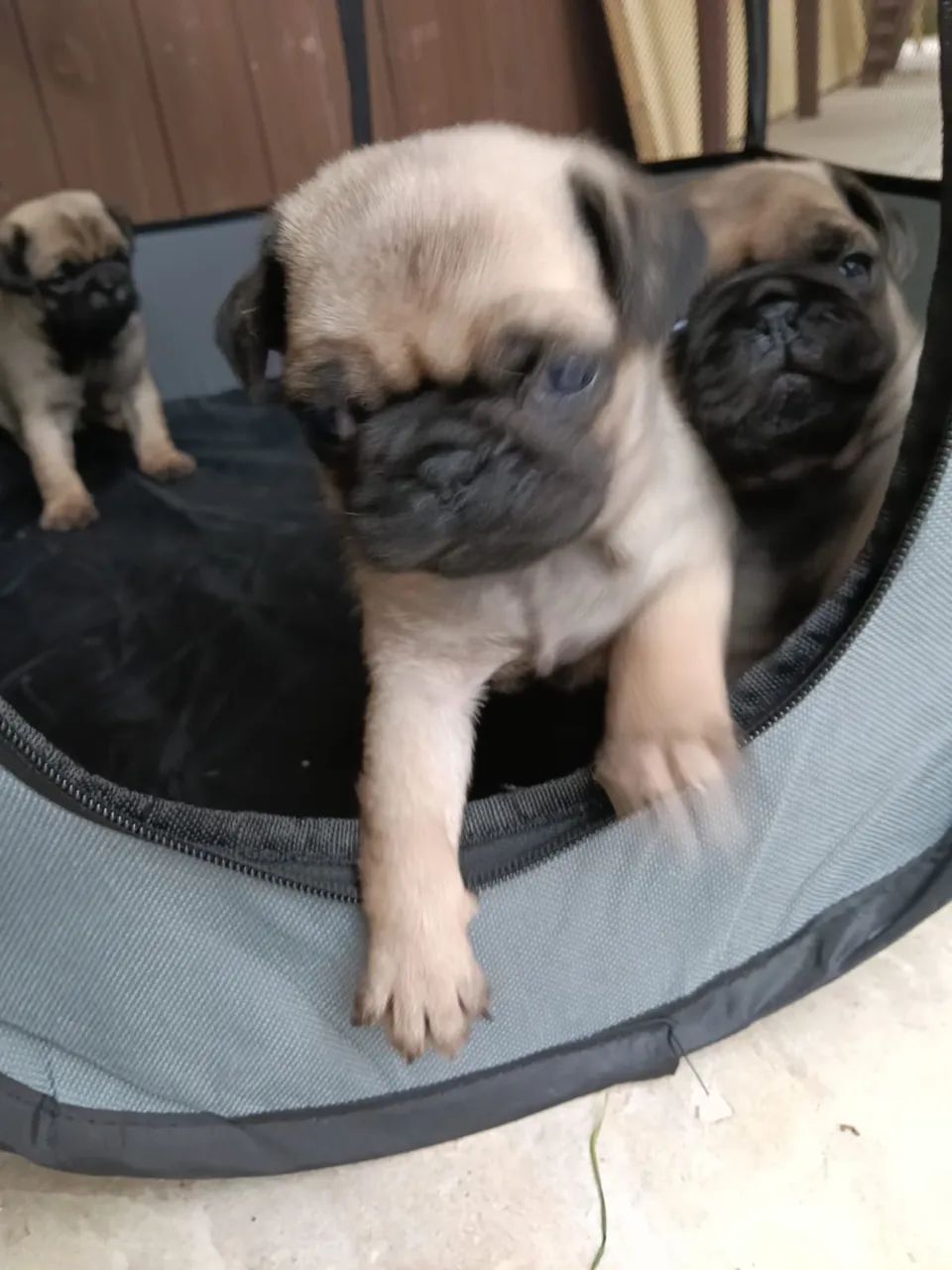 Filhotes de Pug  - Foto 3