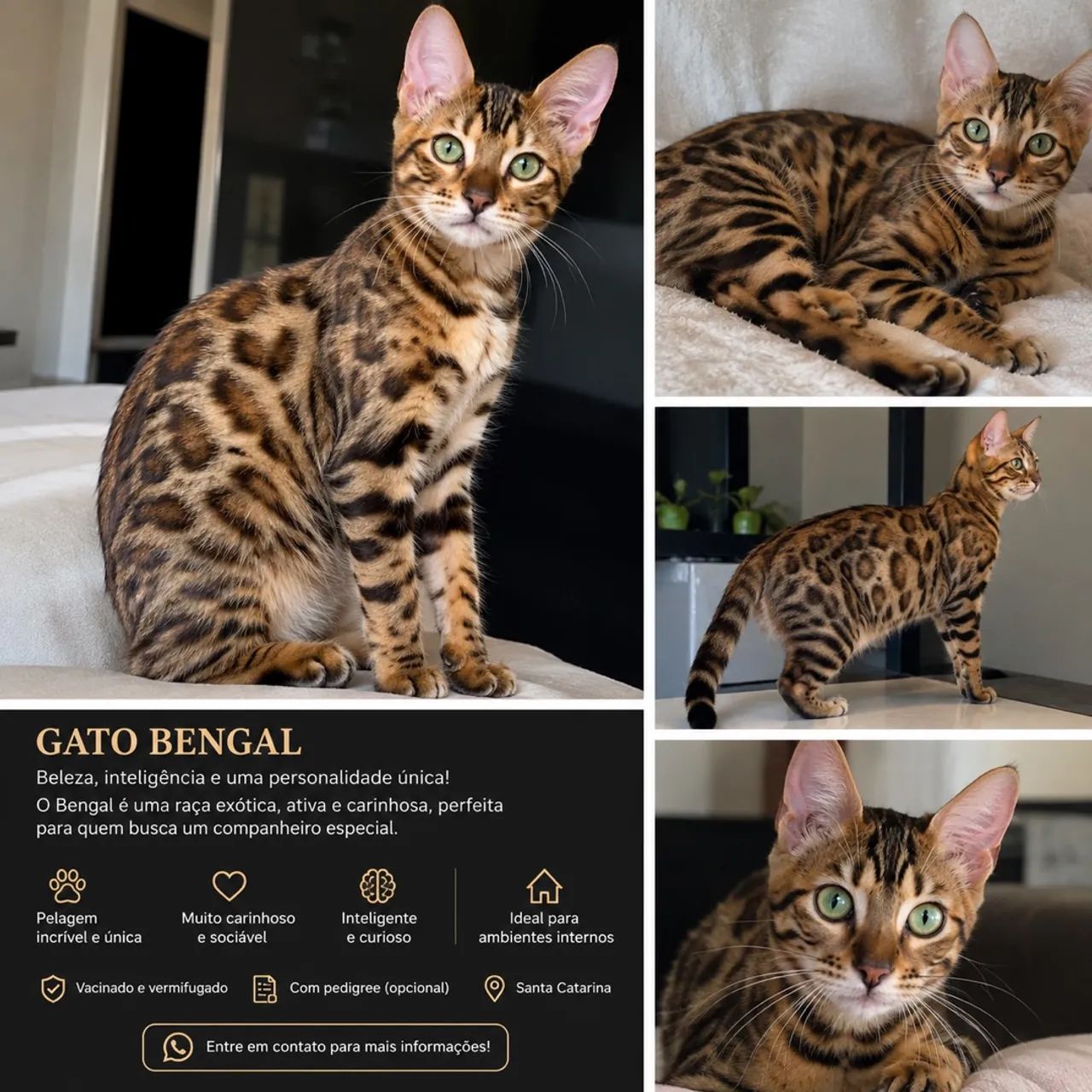 Gato Bengal 