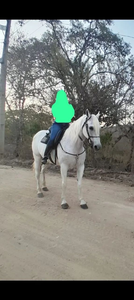 Cavalo - Foto 3
