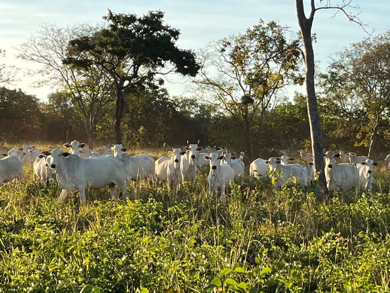 Fazenda 258 hectares 