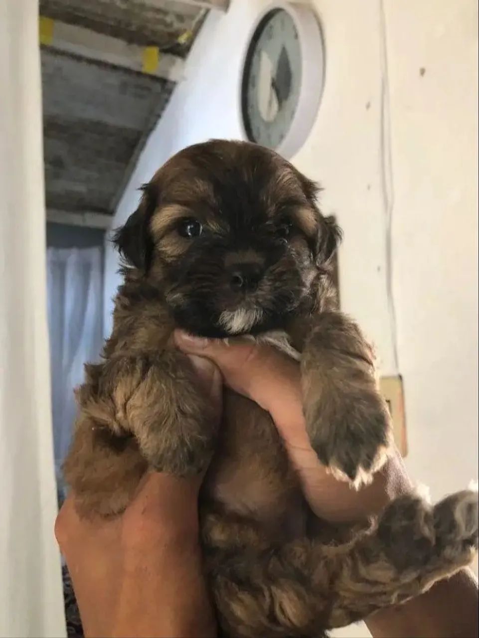 Cachorro Shi Tzu Filhote 