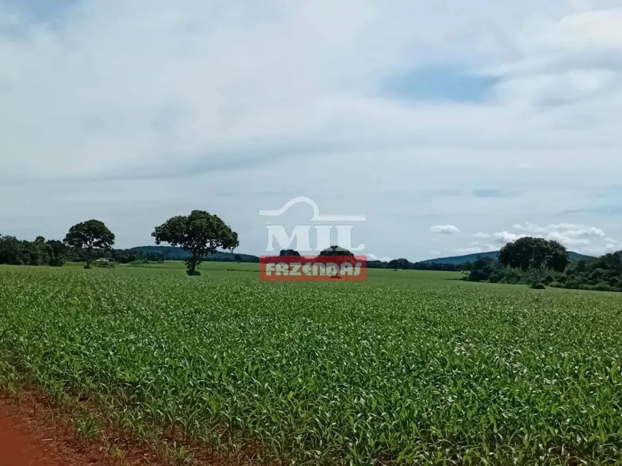 Fazenda 180 alqueires ( 871,19 hectares ) Talismã - TO