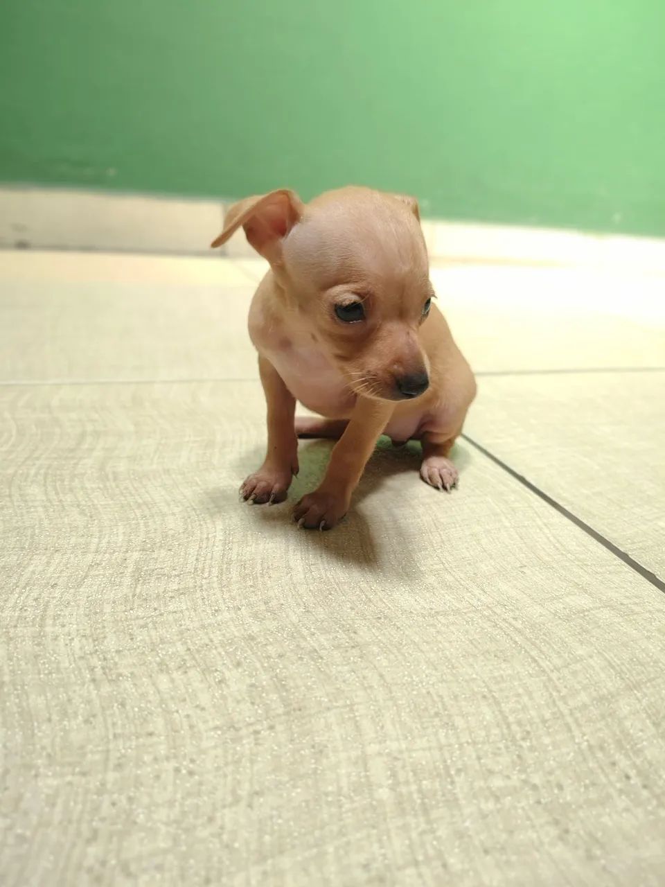 Pinscher  - Foto 3