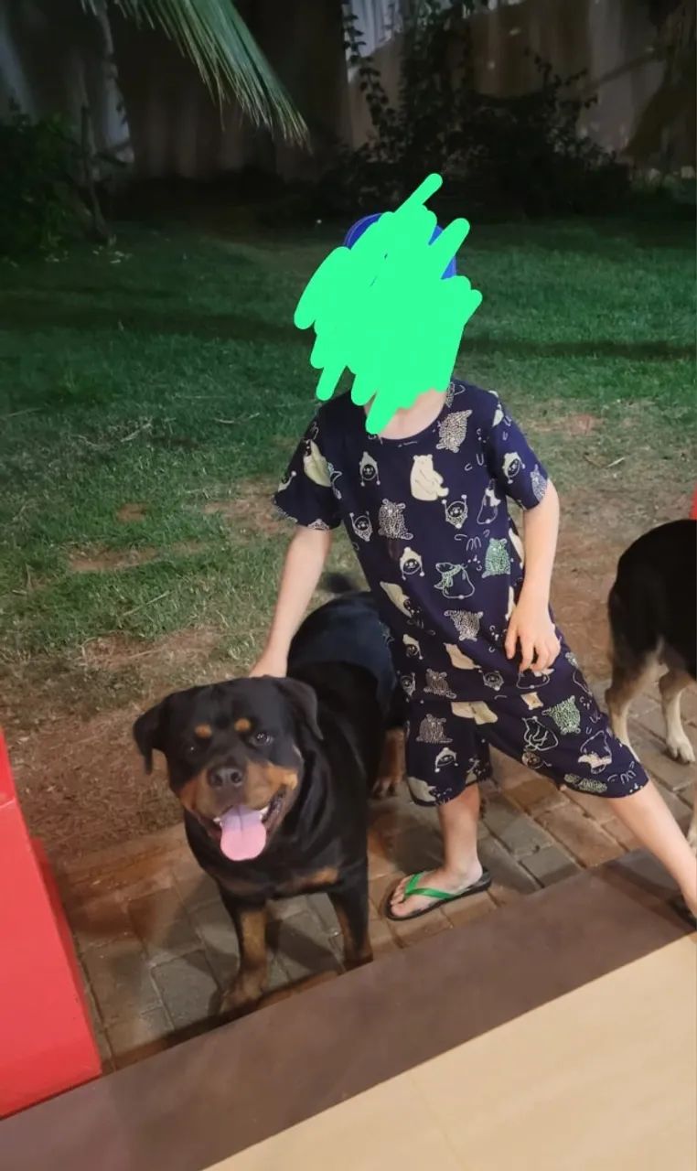Vendo Filhotes de Rottweiler Com Pedigree  - Foto 5