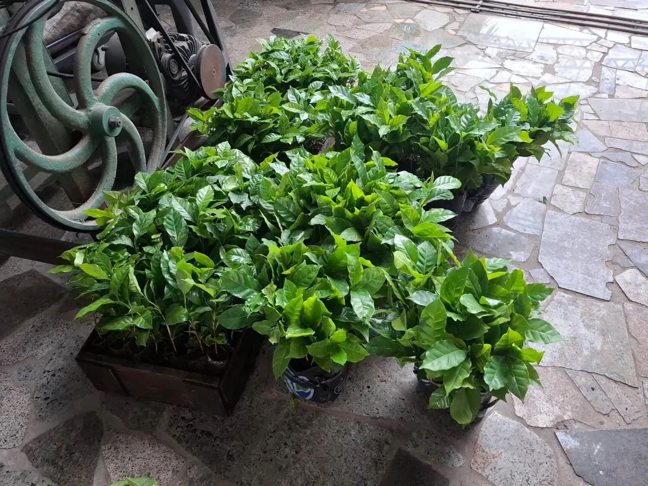 Mudas de café  - Foto 5