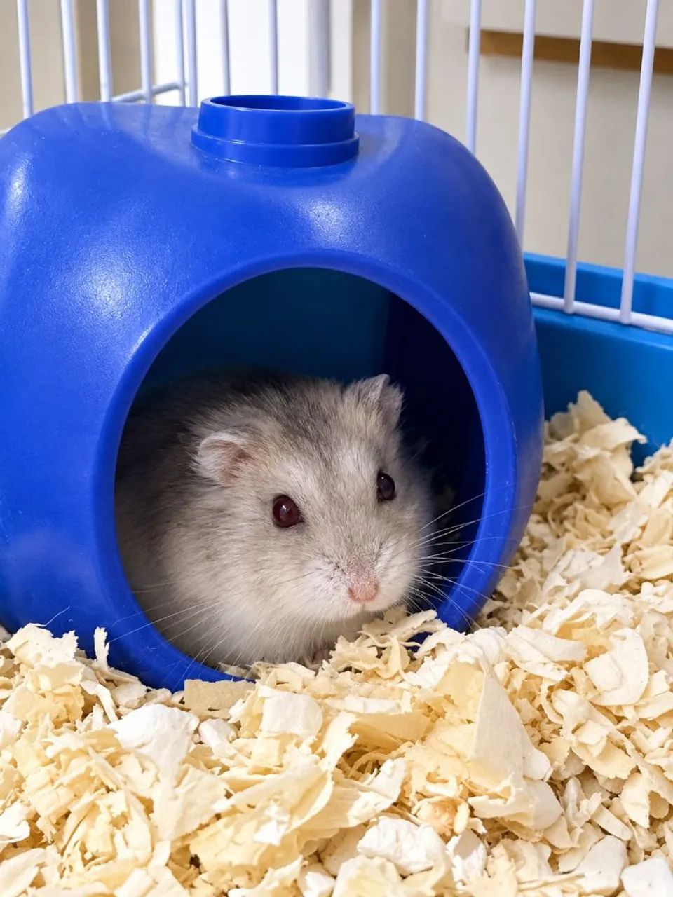 Hamster anão russo  - Foto 2