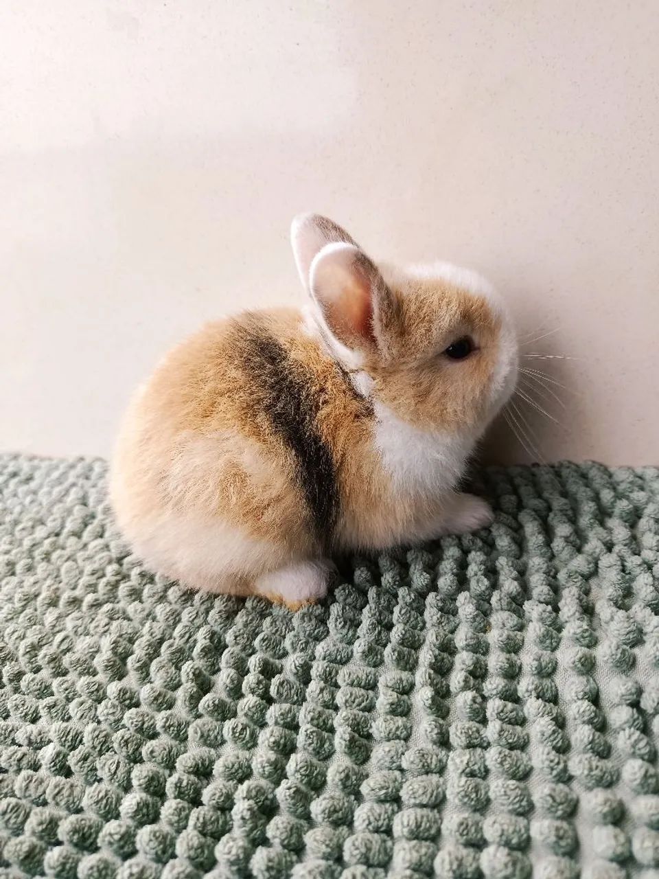 Mini coelho  - Foto 5
