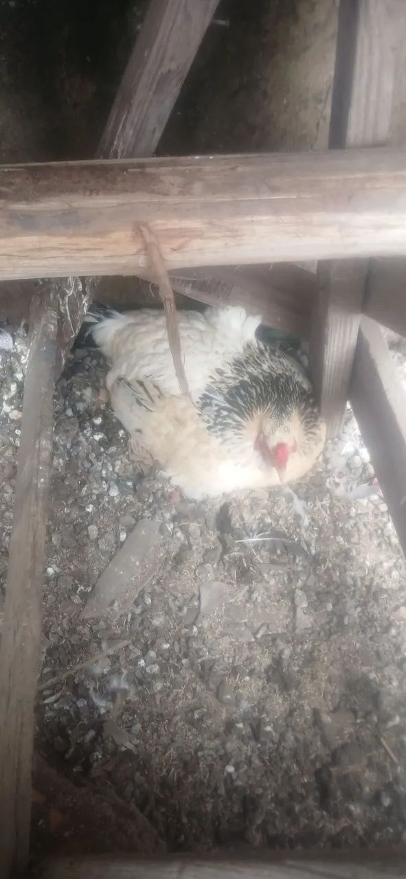 Galos e galinhas caipira  - Foto 3