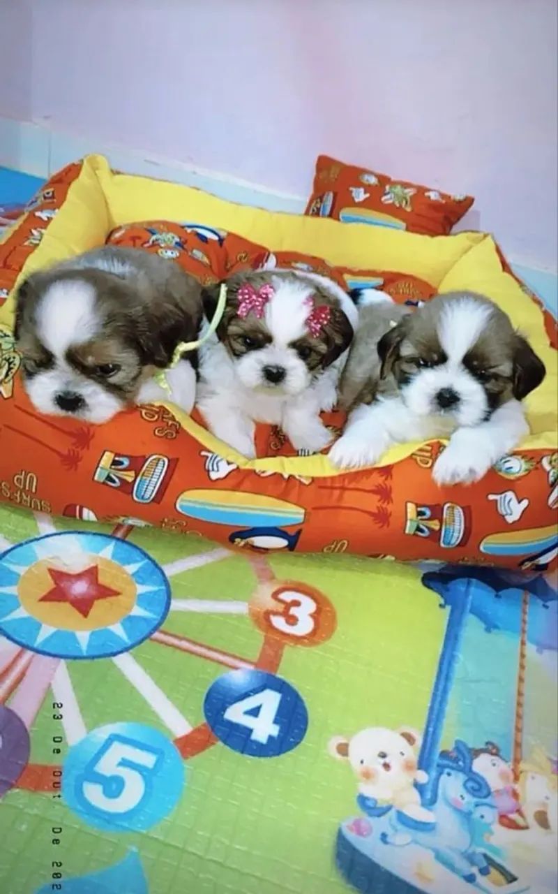 Mini shihtzu disponível  - Foto 5